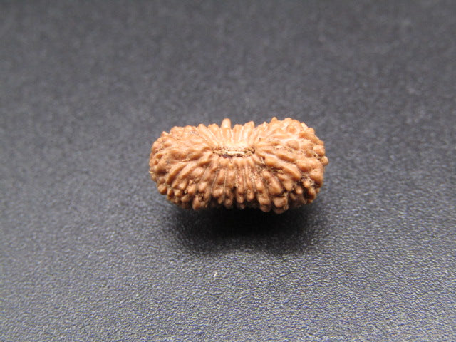 21 Mukhi Indonesia Natural Rudraksha 13.30 mm Rudraksha Report No. RDQ0044364