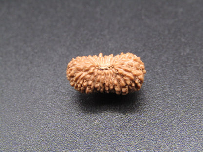 21 Mukhi Indonesia Natural Rudraksha 13.30 mm Rudraksha Report No. RDQ0044364