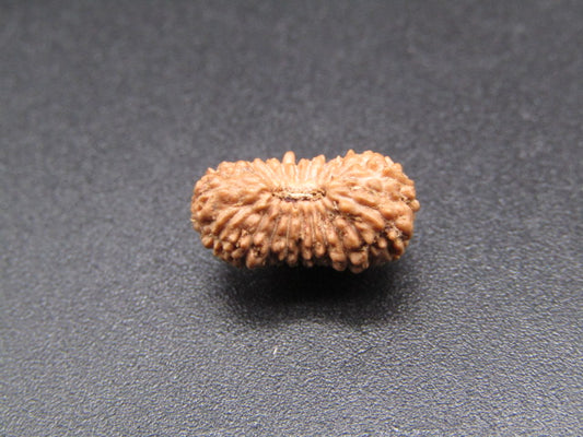 21 Mukhi Indonesia Natural Rudraksha 13.30 mm Rudraksha Report No. RDQ0044364