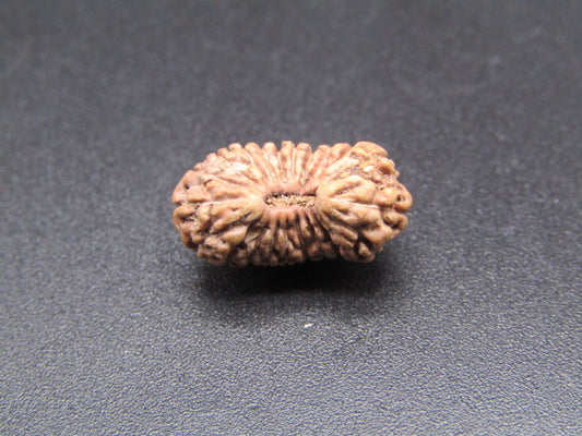 21 Mukhi Indonesia Natural Rudraksha 15.24 mm Rudraksha Report No. RDQ0044365