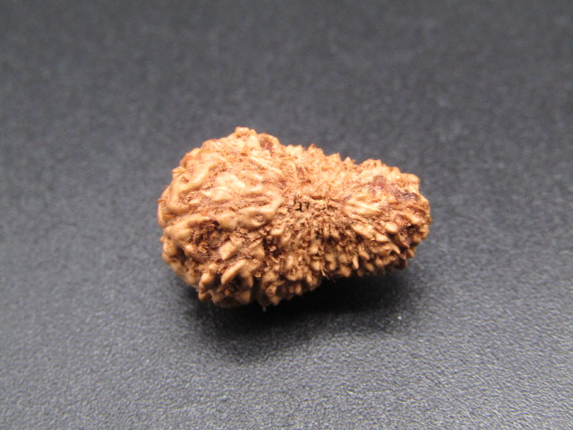 20 Mukhi Indonesia Natural Rudraksha 17.52 mm Rudraksha Report No. RDQ0044366