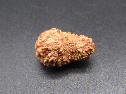 20 Mukhi Indonesia Natural Rudraksha 17.52 mm Rudraksha Report No. RDQ0044366