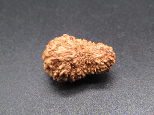 20 Mukhi Indonesia Natural Rudraksha 17.52 mm Rudraksha Report No. RDQ0044366