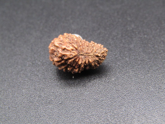 20 Mukhi Indonesia Natural Rudraksha 13.00 mm Rudraksha Report No. RDQ0044367