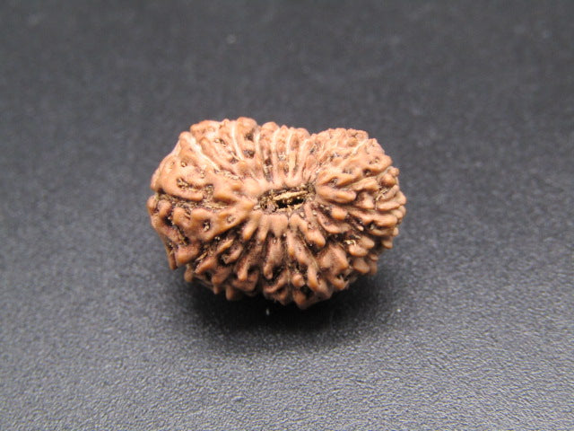 20 Mukhi Indonesia Natural Rudraksha 17.36 mm Rudraksha Report No. RDQ0044368