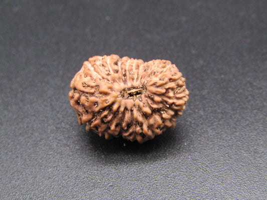 20 Mukhi Indonesia Natural Rudraksha 17.36 mm Rudraksha Report No. RDQ0044368