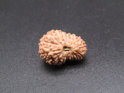 20 Mukhi Indonesia Natural Rudraksha 14.23 mm Rudraksha Report No. RDQ0044369