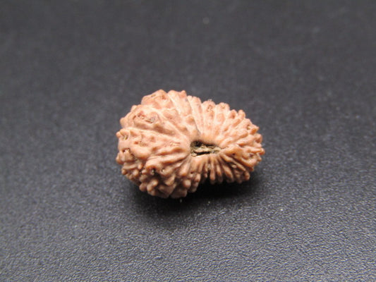 20 Mukhi Indonesia Natural Rudraksha 14.23 mm Rudraksha Report No. RDQ0044369