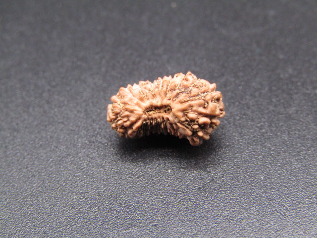 20 Mukhi Indonesia Natural Rudraksha 12.80 mm Rudraksha Report No. RDQ0044370
