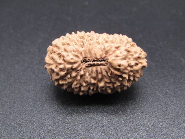 20 Mukhi Indonesia Natural Rudraksha 21.43 mm Rudraksha Report No. RDQ0044376