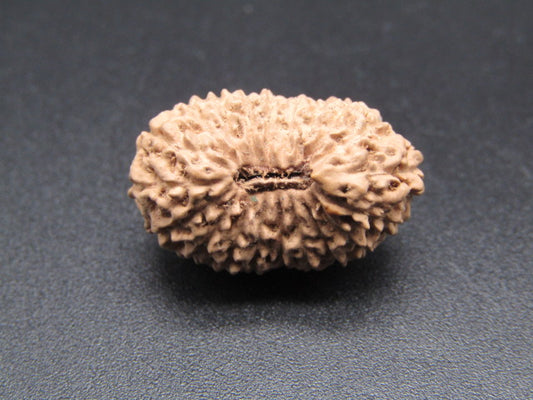 20 Mukhi Indonesia Natural Rudraksha 21.43 mm Rudraksha Report No. RDQ0044376