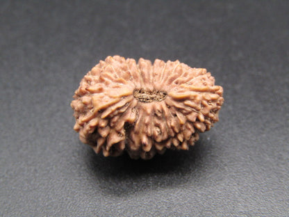 20 Mukhi Indonesia Natural Rudraksha 19.70 mm Rudraksha Report No. RDQ0044377