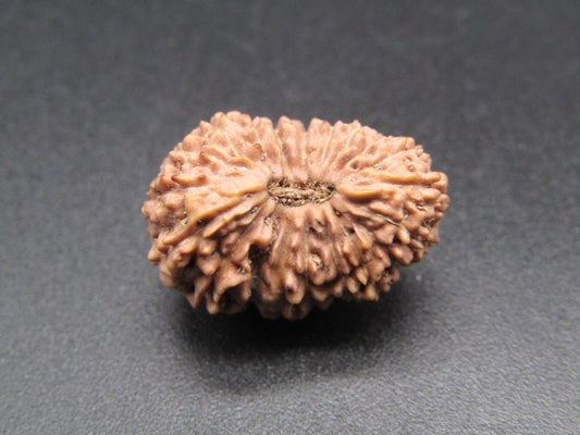 20 Mukhi Indonesia Natural Rudraksha 19.70 mm Rudraksha Report No. RDQ0044377