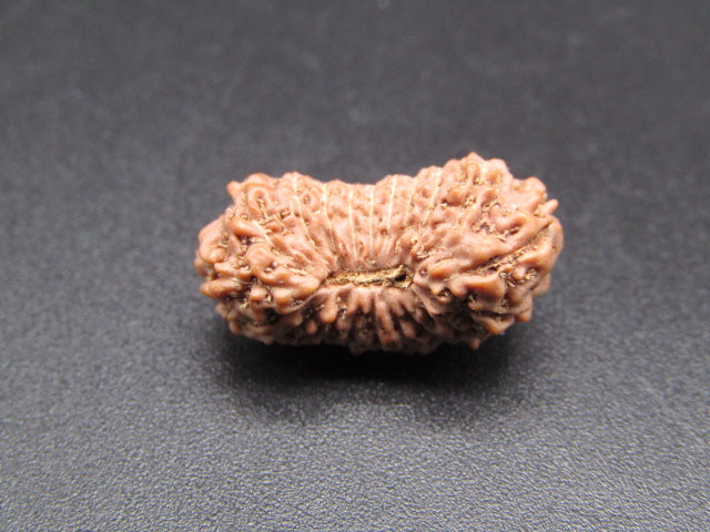 20 Mukhi Indonesia Natural Rudraksha 19.25 mm Rudraksha Report No. RDQ0044378