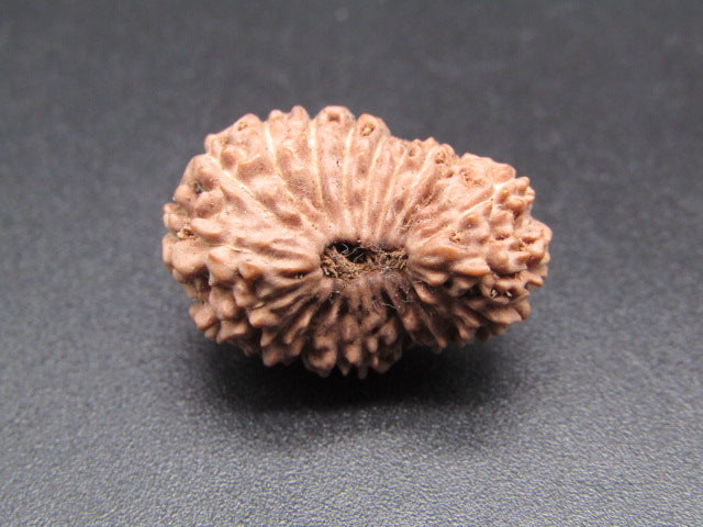 20 Mukhi Indonesia Natural Rudraksha 21.46 mm Rudraksha Report No. RDQ0044379