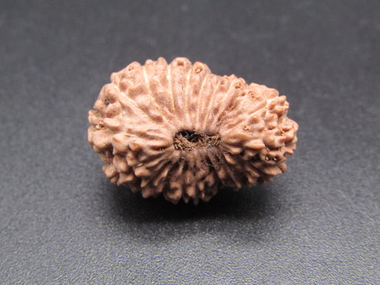 20 Mukhi Indonesia Natural Rudraksha 21.46 mm Rudraksha Report No. RDQ0044379