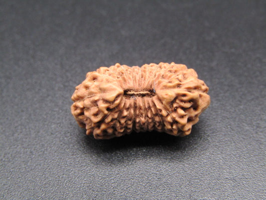 20 Mukhi Indonesia Natural Rudraksha 19.37 mm Rudraksha Report No. RDQ0044380