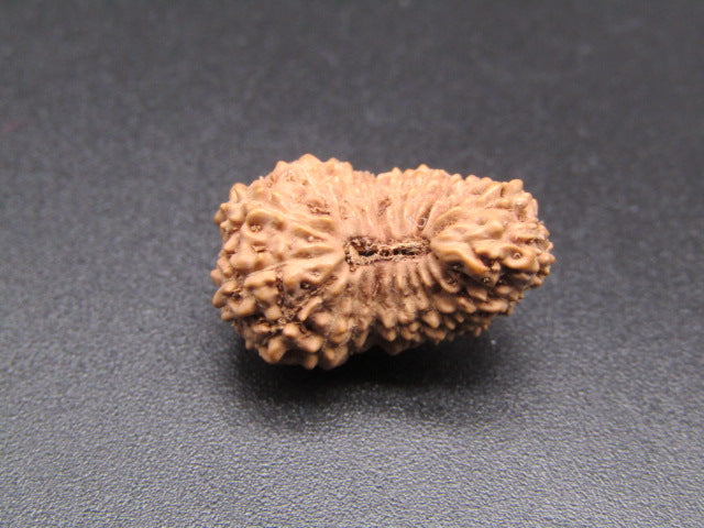 19 Mukhi Indonesia Natural Rudraksha 18.90 mm Rudraksha Report No. RDQ0044381