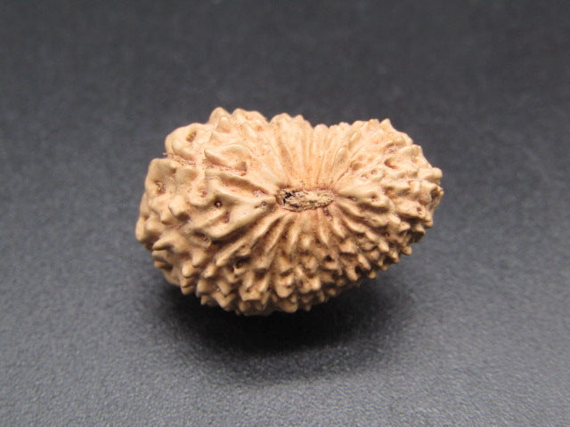 20 Mukhi Indonesia Natural Rudraksha 22.14 mm Rudraksha Report No. RDQ0044382