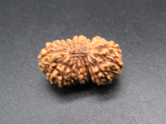 20 Mukhi Indonesia Natural Rudraksha 18.64 mm Rudraksha Report No. RDQ0044383
