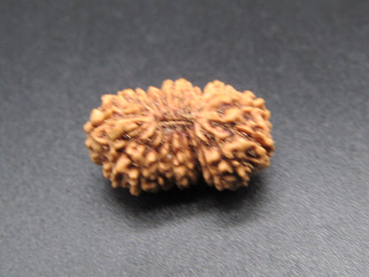 20 Mukhi Indonesia Natural Rudraksha 18.64 mm Rudraksha Report No. RDQ0044383