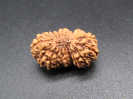 20 Mukhi Indonesia Natural Rudraksha 18.64 mm Rudraksha Report No. RDQ0044383