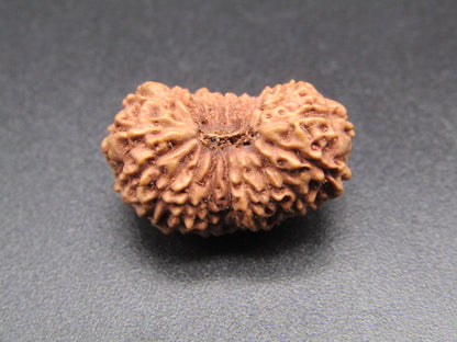 20 Mukhi Indonesia Natural Rudraksha 20.82 mm Rudraksha Report No. RDQ0044384