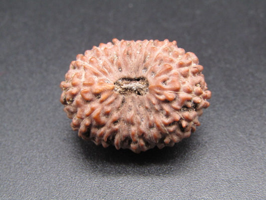 16 Mukhi Indonesia Natural Rudraksha 23.20 mm Rudraksha Report No. RDQ0044385