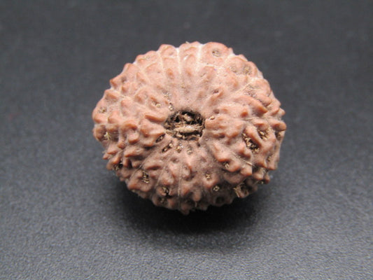 16 Mukhi Indonesia Natural Rudraksha 21.90 mm Rudraksha Report No. RDQ0044386