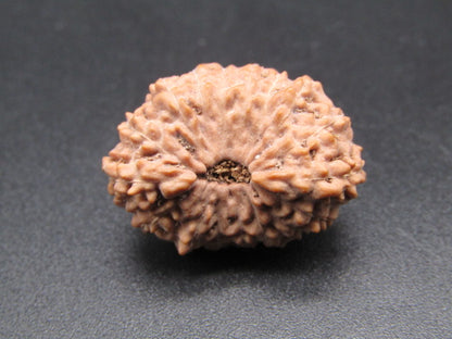 16 Mukhi Indonesia Natural Rudraksha 23.97 mm Rudraksha Report No. RDQ0044387