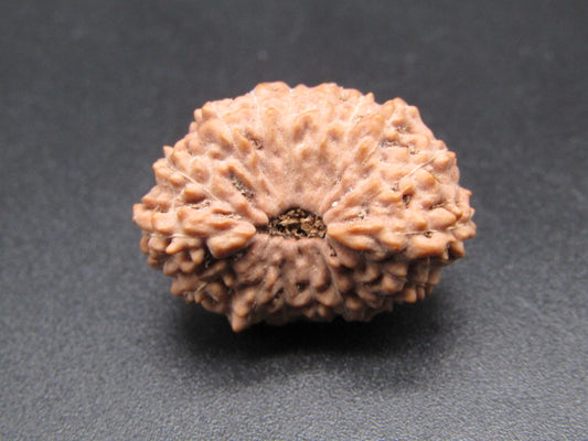 16 Mukhi Indonesia Natural Rudraksha 23.97 mm Rudraksha Report No. RDQ0044387