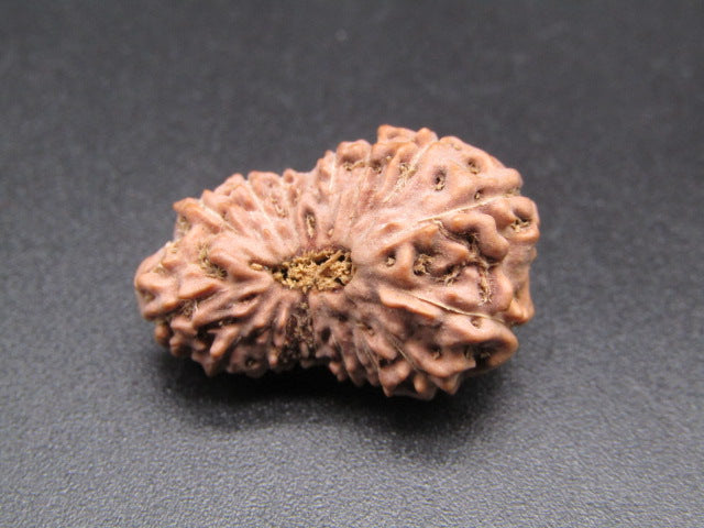 16 Mukhi Indonesia Natural Rudraksha 24.21 mm Rudraksha Report No. RDQ0044388