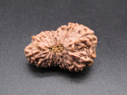 16 Mukhi Indonesia Natural Rudraksha 24.21 mm Rudraksha Report No. RDQ0044388