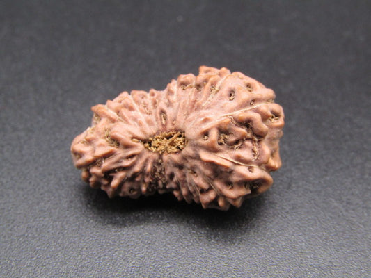 16 Mukhi Indonesia Natural Rudraksha 24.21 mm Rudraksha Report No. RDQ0044388