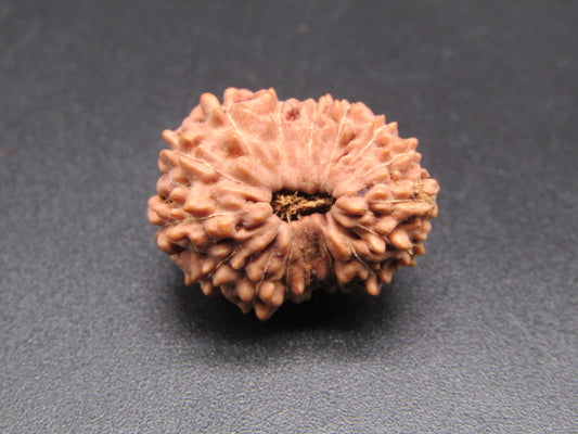 16 Mukhi Indonesia Natural Rudraksha 20.75 mm Rudraksha Report No. RDQ0044389