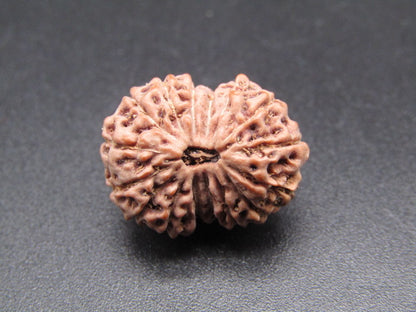 16 Mukhi Indonesia Natural Rudraksha 19.00 mm Rudraksha Report No. RDQ0044390