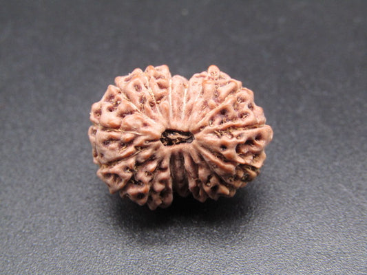 16 Mukhi Indonesia Natural Rudraksha 19.00 mm Rudraksha Report No. RDQ0044390