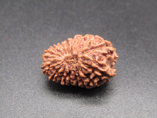 16 Mukhi Indonesia Natural Rudraksha 19.10 mm Rudraksha Report No. RDQ0044394