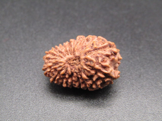 16 Mukhi Indonesia Natural Rudraksha 19.10 mm Rudraksha Report No. RDQ0044394