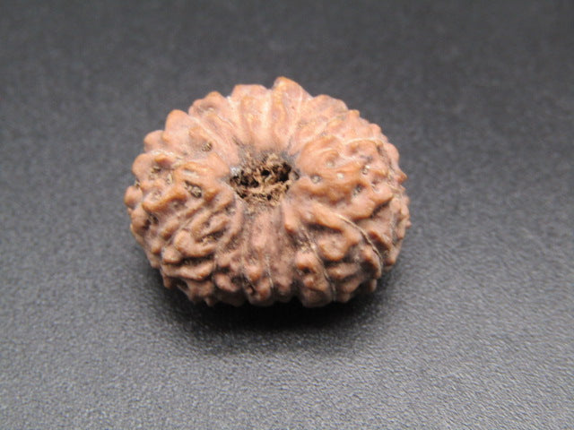 15 Mukhi Indonesia Natural Rudraksha 19.35 mm Rudraksha Report No. RDQ0044395