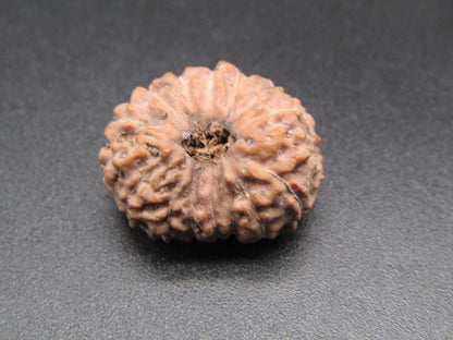 15 Mukhi Indonesia Natural Rudraksha 19.35 mm Rudraksha Report No. RDQ0044395
