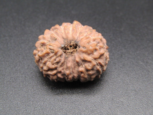 15 Mukhi Indonesia Natural Rudraksha 19.35 mm Rudraksha Report No. RDQ0044395
