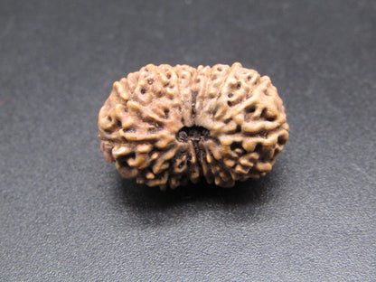 16 Mukhi Indonesia Natural Rudraksha 20.17 mm Rudraksha Report No. RDQ0044396