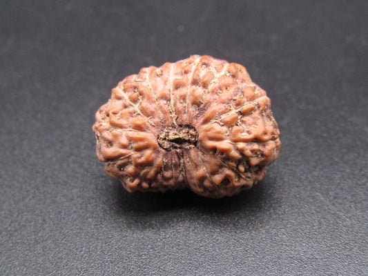 16 Mukhi Indonesia Natural Rudraksha 20.88 mm Rudraksha Report No. RDQ0044397