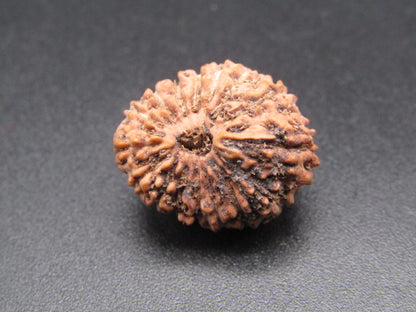 16 Mukhi Indonesia Natural Rudraksha 19.12 mm Rudraksha Report No. RDQ0044398