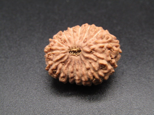 16 Mukhi Indonesia Natural Rudraksha 19.36 mm Rudraksha Report No. RDQ0044399