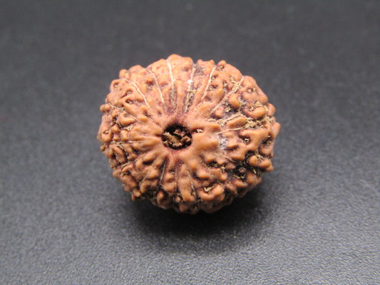 16 Mukhi Indonesia Natural Rudraksha 18.25 mm Rudraksha Report No. RDQ0044401