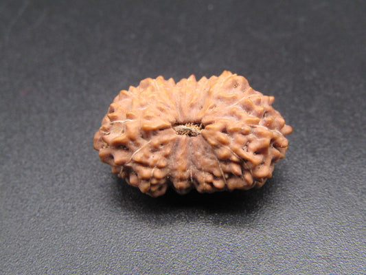 17 Mukhi Indonesia Natural Rudraksha 21.75 mm Rudraksha Report No. RDQ0044406