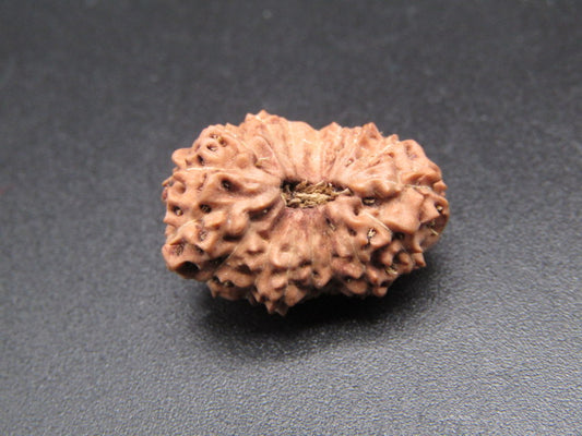 17 Mukhi Indonesia Natural Rudraksha 20.35 mm Rudraksha Report No. RDQ0044407