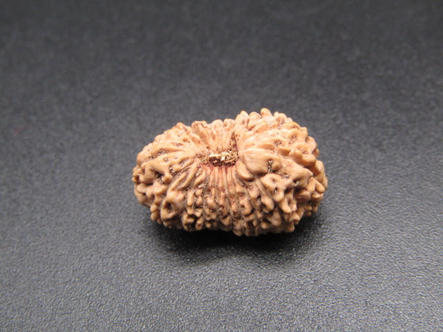 18 Mukhi Indonesia Natural Rudraksha 17.85 mm Rudraksha Report No. RDQ0044408